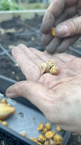 Have you ever gotten these hard, tiny garlic drops in the spring? These are Elephant Garlic “CORMS.” This is one of the ways this member of the leek family reproduces! Elephant garlic is considered biennial, so it takes two years to complete its life cycle. It starts as a corm, grows into a round, and then into the giant bulbs of garlic we know and love in the second year.Come see how I’m planting these. This is my first time gatgering and planting these, so please share any tips you might have 