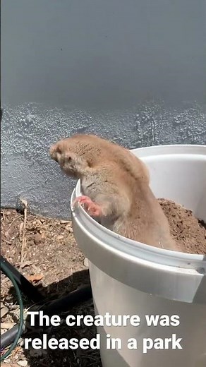 Giant golden mole catch and release