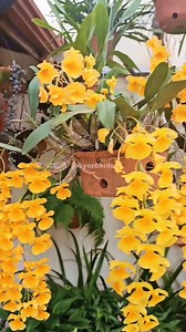 Bela dendrobium aggregatum!🥰😍 | Josy Orchids