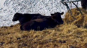 3K views · 40 reactions | Room service ❤️ | Cowgirl Up Ranch NY | Facebook