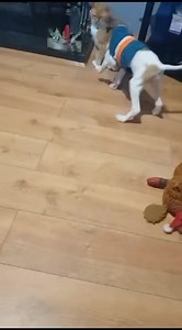 9.8K views · 597 reactions | Seamus has the butt moves | Limerick Animal Welfare | Facebook