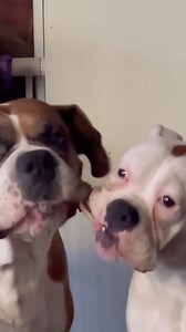NWBR alum Diesel (fawn) and Olive (white) showing us that sharing is caring! | Northwest Boxer Rescue