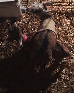 1K views · 70 reactions | Breakfast shenanigans  | Prodigal Farm | Facebook