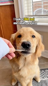 Do you agree? 🧬💕 She’s definitely a well rounded girl 🥰🎾🐻🐰👹🐮🥔🌪️ 💛 FOLLOW us @lizzie.bear for more smiles! IB @ladyandtheblues #cutedogs #cutestgoldens #goldenretriever #happydogs #funnydogs #dogsofinstagram | Ally & Stevie