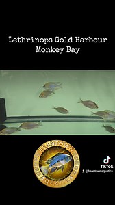 Lethrinops Gold Harbour Monkey Bay German Imports from Aquahaus-Gaus. Males and females available now at Beantownaquatics.com | Beantown Aquatics