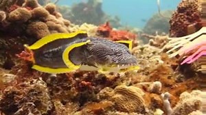 Cozumel splendid Toadfish. | Aisha Lakshadweep