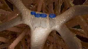 Osteoblaste and Osteoclaste, Medically Accurate, Bone Modeling and Remodeling, Bone Tissue, Calcium Absorbing Cells Stock Footage - Video of remodeling, lining: 263666488