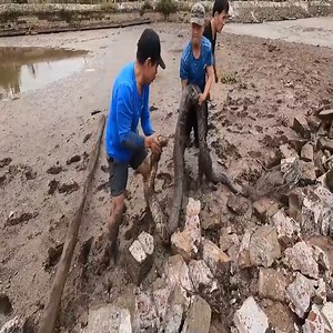 Giant anaconda python | Maria Hadley