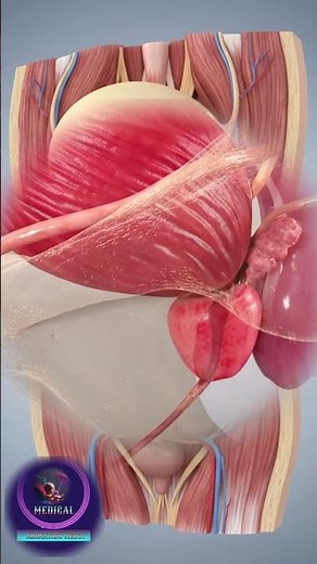 What is Prostatitis, and why does it make it so hard to pee? 🚽