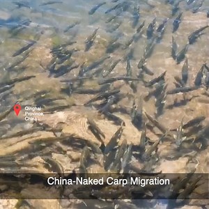 China's endangered carp species, the naked carp, known in China as "huangyu", endemic to northwest China's salty Qinghai Lake, are migrating up river for their annual reproduction. | ShanghaiEye
