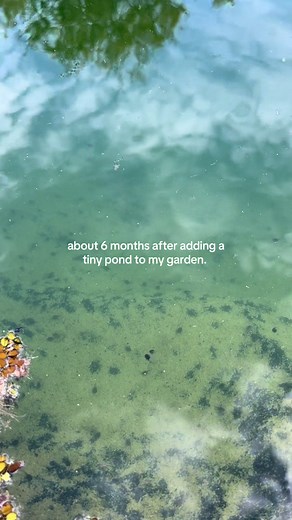 Tiny Pond Turns Garden Into Tadpole Sanctuary