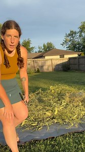 Part one of our mustard seed harvesting process. We still have to actually remove the seeds from the pods which is a whole other process. Gonna let everything get extra crispy to make it as easy as possible to knock them loose. Stick around for part two hopefully in a few days. Did I mention we’ve never done this before?? 😂 What a ride this particular garden journey has been. And for all the naysay comments that will probably be coming in hot, yes, I know, there is a good chance there will be m