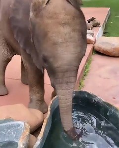 Beautiful Elephants! 💗🐘❤️ | Animals Nature