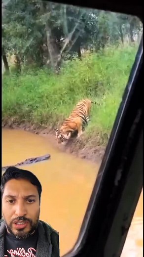 1.7K reactions · 18 shares | NÃO ACREDITO NO QUE VI! O Tigre Luta pela Vida Contra um Crocodilo #LutaDeAnimais ​#VidaSelvagem #Tigre ​#Crocodilo ​#predadores | RonaldoReact.Tudo | Facebook