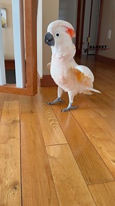 217K views · 10K reactions | Barney's Funky Dance Moves!  #barneythewestcoastcockatoo | Barney the West Coast Cockatoo | Facebook