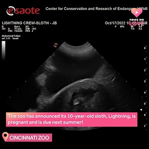44K views · 1.6K reactions | Baby on the way! The zoo has announced its 10-year-old sloth, Lightning, is pregnant and is due next summer! 殮 More: https://bit.ly/3ScMmYB | WLWT | Facebook