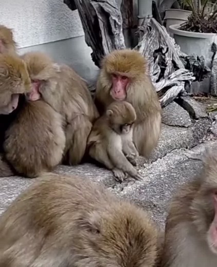 Japanese Macaques: Social Grooming and Relaxation