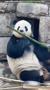 2.8K views · 18 reactions | The Most Dramatic Panda Ever . . #knowledge #india #hindi #gkindia #generalknowledge #factsinhindi #facts | Logicure | Facebook