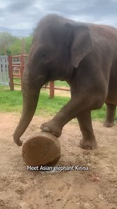 17K views · 2.2K reactions | Meet Asian elephant Kirina! She is a mischievous and loving auntie, and is usually found playing with her nephews Yaad and Tukada in the pool. Her herd-mates probably appreciate her tiring the boys out. If you see an elephant carrying around a Tractor tire, it’s probably Kirina. Happy #AsianElephantAwarenessMonth! #TheirTrunksAreInOurHands #AsianElephant #Elephants #Syracusezoo #Syracuse #CNY #OnondagaCounty #OnondagaCountyParks | Rosamond Gifford Zoo | Facebook
