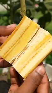 Effect of banana on lemon tree propagation #shorts | Nathan & Alsop