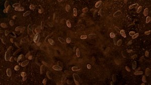 Super langsame Bewegung der explodierenden gerösteten: Stockvideos & Filmmaterial (100 % lizenzfrei) 1063950760 | Shutterstock