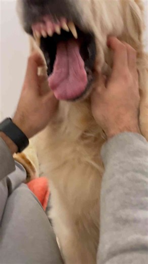 Golden Retriever Enjoys Playful Cheek Massage