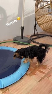 When you’re people are trying to get u to go into the pool 😜 #dogpool #dogpoolparty #yorkiesofinstagram #legsbehindhead #flexytulla #yorkshireterrier #yorkielove #yorkielifethestruggleisreal #bikiniyoga | Tulla Contortion