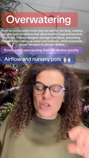 Root rot occurs when roots stay too wet for too long, creating oxygen-poor conditions that allow harmful fungi and bacteria to thrive. These pathogens damage root tissue, preventing the plant from taking up water and nutrients, which eventually causes the plant to wilt and decline. Airflow and nursery pots! 🙌🏻 #fyp #plants #foryoupage #tiktoklive #livehighlights #plant #plantshop #plantlover #plantsofinstagram #houseplantclub #houseplants #houseplantclub | Rooted Plant Shop