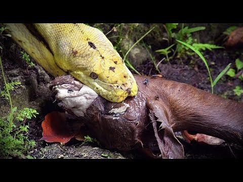 Python Eats Goat 04 Footage