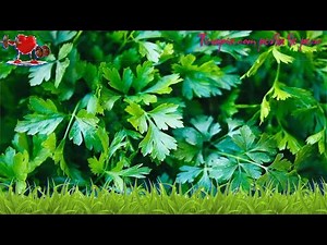 Saúde - 12 Benefícios da Salsa