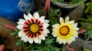 3.1K views · 238 reactions | Gazania plant. Beautiful flower plant. | Sonam Creations | Facebook