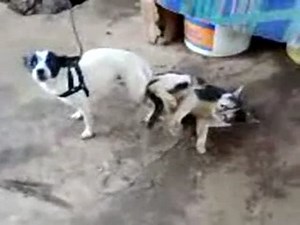 Animal sex fetish video captured on the streets of two dogs stuck together with knotted cock