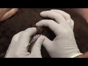 Huge 2 inch botfly removal from side of dog.
