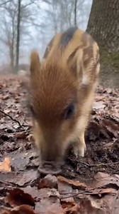 21K views · 201 reactions | A young wild boar explores the peaceful forest while searching for food. Enjoy the calming natural sounds of the woods—perfect for relaxation, stress relief, or a quick nature escape. If you love wildlife, forest ambience, or ASMR-style nature videos, this short clip is for you! ✨ #wildboar #boar #nature #forest #naturevideo #naturesounds #animals #wildlife #foraging #forestlife #asmr #relaxing #shorts #ytshorts #natureasmr | Sun Bora Survival | Facebook