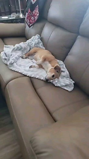 giada mia penny & lucy on Instagram: "Really busy . . . . . #GiadaVaughn #MiaMae #dachshund #chiweenie #dachshundsofinstagram #chiweeniesofinstagram #minidachshund #miniweenie #weeniedog #wienerdog #chiweeniebeagle #cheagle #doxie #doxiecheagle #sardsdog #adoptdontshop"