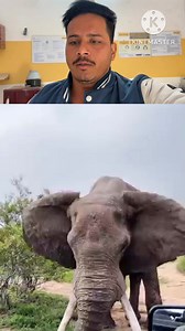 24K views · 110 reactions | Reason For Cutting Elephant Teeth. #shortsreels | rosteruk18 | Facebook