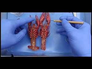Crayfish Dissection