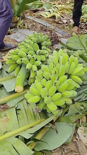 Harvesting Bannana Beautiful Life as Farmer shorts rurallife bannana_ #mechanic #auto #mechanicsteve #inspiring #motivation #handwashchallenge #mechaniclife | Joey West