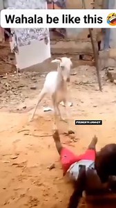 7.9K views · 298 reactions | Challenge gone wrong 﫶 | Prince's Legacy | Facebook