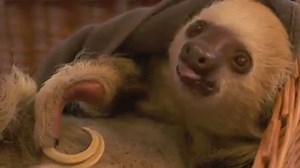 No one likes morning breath...especially on a Monday. 😦#MilaMondays | SeaWorld