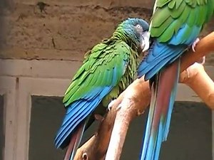 7.6K views · 217 reactions | blue headed macaw | Birds Universe | Facebook