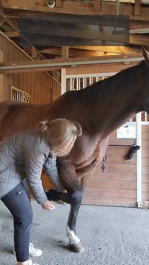 58_Is your horse experiencing shoulder dysfunction？ #shorts #chiropractic #animalchiropractic #horse | Scribbler’s Corner