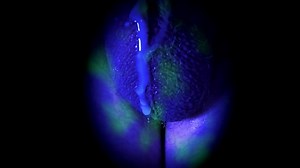 Inkubater：我的球从不停止移动。