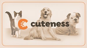 How To Help A Dog With A Herniated Disc - Cuteness