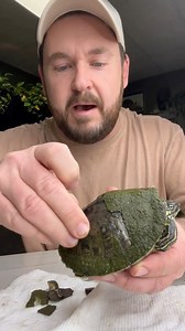 113K views · 4.1K reactions | Peeling the shell of a turtle?!  | Garden State Tortoise | Facebook