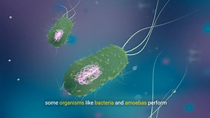 Unicellular vs Multicellular Organisms: Understanding Life's Building Blocks Explore the fascinating differences between unicellular and multicellular organisms in this educational video. Learn how life exists as a single cell in bacteria and amoebas, or as complex systems in humans with specialized cells. This instructional guide uses clear animations to illustrate biological diversity and cell specialization. Perfect for students, educators, and science enthusiasts seeking a foundational under