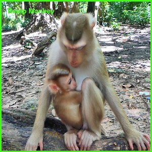1K views · 16 reactions | Heartbreaking Howls of a Starving Baby Monkey, Desperately Clinging to Life for Milk | RESEP Monkey | Facebook