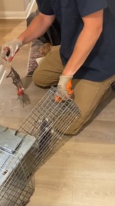 I’ll faint | Kitsune Kid