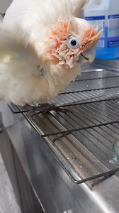 Baby Goffin’s Cockatoo loving her bath time! #goffincockatoo #goffinscockatoo #cockatoo #cockatoos #cockatoolove #cockatoolife #cockatoosofinstagram #cockatoosofig #cutebirds #cuteanimals #happyparrot #parrot #parrots #parrotlife #loveparrots #parrotlove #parrotsofinstagram #parrotsofig #parrotstars #parrotstarsarlingtonheights | Parrot Stars