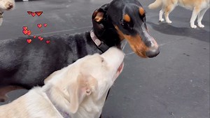 Romance is brewing! Ruby and Lewis 😍 | PupTown